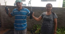 Prefeitura de Cocal de Telha inicia distribuição de mudas de cajú