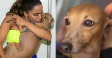 Cachorro de Anitta sofre ameaças nas internet e Luisa Mell se revolta