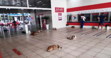 Cães entram em agência com ar-condicionado para fugir do calor em Picos