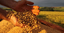 Produção de grãos no Piauí cresce 6,8%, mesmo com falta de chuva