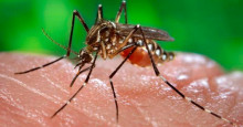 Teresina tem baixo risco de infestação pelo Aedes aegypti, aponta levantamento
