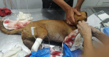 Aroeiras do Itaim: cadela tem pata amputada após ser atingida por tiro de espingarda