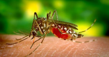 Miguel Alves tem 4 casos de malária confirmados; 19 pessoas estão sendo monitoradas