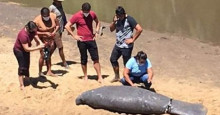 Peixe-boi encontrado morto no litoral do Piauí foi atropelado por embarcação