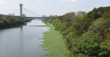 Aguapés começam a se formar no Rio Poty e gera alerta em ambientalistas