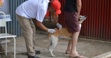 Raiva canina: Zoonoses reafirma que animais sem donos poderão ser sacrificados