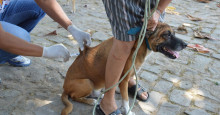 Raiva canina: FMS inicia vacinação de emergência em bairro com caso confirmado