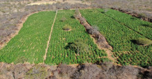 Plantação de maconha de 12 hectares é encontrada em Dom Inocêncio
