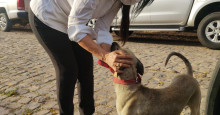 Cachorro espancado pelo dono é resgatado em Floriano
