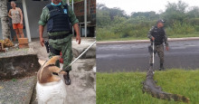 Polícia Ambiental resgata tamanduá, jacaré e jiboias em Teresina