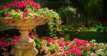 Confira sete cuidados básicos para deixar seu jardim lindo