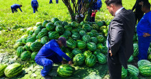Detentos iniciam colheita de 20 toneladas de melancia e reduzem pena em prisão de Altos