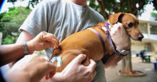 Postos de vacinação contra a raiva para cães e gatos ficam abertos até as 17h