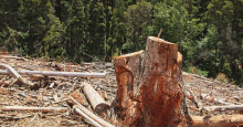 Semar aplica mais de R$ 2 milhões em multas por desmatamento em área indígena no Piauí