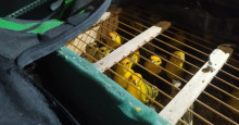 Mais de 60 pássaros silvestres são resgatadas pela PRF em Picos