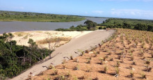 Projeto quer conter dunas do litoral do Piauí através do plantio de mudas