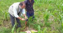 Embrapa realizam oficina para plantadores de melancia no norte do PI