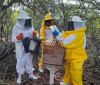 Projeto promove capacitação a apicultores em Picos