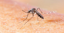 Chikungunya passou despercebido no país durante um ano, diz estudo