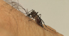 Cientistas alertam para risco de chikungunya em áreas de mata