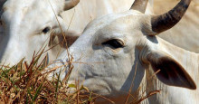 Ministério da Agricultura confirma caso de vaca louca no MG