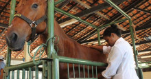 Cavalo é diagnosticado com Mormo e Hospital Veterinário é interditado