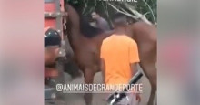 Homem é flagrado batendo em cavalo e vídeo revolta internautas