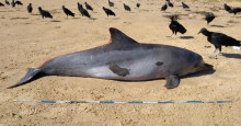 Golfinho é 1º mamífero atingido por óleo a surgir morto em praia de Alagoas