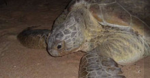 Instituto encontra vestígios de óleo em tartarugas mortas no Piauí