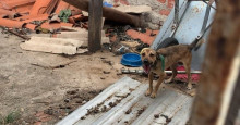 Cão vítima de maus-tratos é 1º animal resgatado com mandado no PI
