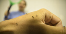 Casos de dengue aumentam mais de 300% no Piauí, diz Sesapi