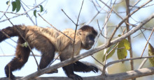 Lagoa seca e macacos fogem do Zoobotânico, denunciam deputados