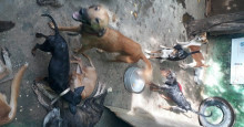 Polícia Civil resgata 23 animais em suposto abrigo clandestino
