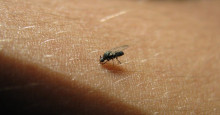 Período chuvoso favorece o aumento de casos de virose da mosca