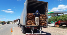 PRF apreende carga ilegal de madeira que daria para cobrir 100 casas