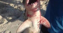 Imagem de tubarão morto em praia do Piauí é falsa