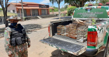 Polícia Ambiental de Piripiri apreende pássaros mantidos em cativeiro