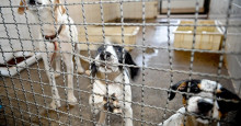 Senado pode votar hoje (09) pena de prisão para quem maltratar animais