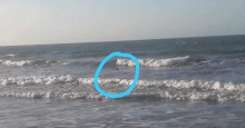 Vídeo mostra tubarões na praia do Coqueiro, em Luís Correia
