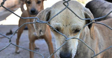 Mulher acusada de matar cães em Teresina é denunciada pelo MP