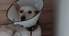 Adotado: Corpo de Bombeiros faz campanha para cirurgia de cão baleado
