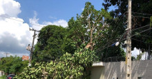 Prefeitura e Equatorial firmam parceria para evitar queda de árvores na rede elétrica