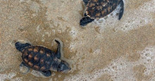 Mais de 70 filhotes de tartaruga-de-pente nascem na praia do Arrombado; veja vídeo