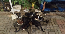Casal resgatou 80 gatos abandonados em avenida em um mês: 