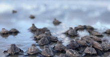 Tartarugas do Delta: Instituto identifica 98 ninhos na temporada de desova