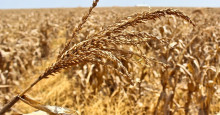 No Piauí, produção de grãos deve chegar a 5,1 milhões de toneladas em 2021