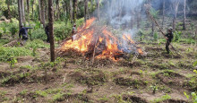 VÃDEO: PM destrói plantação com mais 37 mil pés de maconha em Caxias