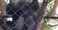 Macaco que nasceu no Zoobotânico de Teresina deve ser levado para santuário de primatas
