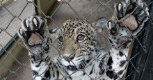 Ministério Público pede suspensão da transferência de animais do zoobotânico