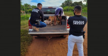 Operação Caramelo: homem é preso por maus-tratos a cães em Barras